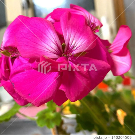 咲き誇るゼラニウムの花 咲き誇るゼラニウムの花 140204509