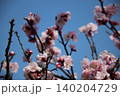 青空を背景にしたピンクの梅の花 140204729