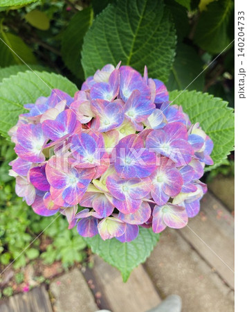 紫陽花 140204733