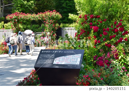 神奈川県綾瀬市 あやせローズガーデン入口と満開バラの花と来園者 神奈川県綾瀬市 あやせローズガーデン入口と満開バラの花と来園者 140205151
