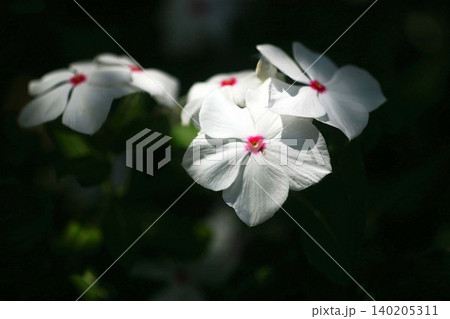 木漏れ日に咲く日々草の花 木漏れ日に咲く日々草の花 140205311
