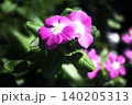 日々草の花　木漏れ日に咲く 140205313