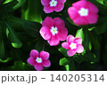 日々草の花　木漏れ日に咲く 140205314