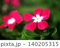 日々草の花　木漏れ日に咲く 140205315