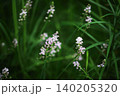 山野草・ツルボの白い花 140205320