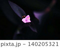 ムラサキゴテンの花咲く 140205321