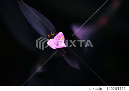 ムラサキゴテンの花咲く ムラサキゴテンの花咲く 140205321