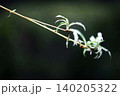 観葉植物　オリヅルラン 140205322