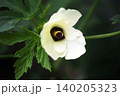 野菜　オクラの花 140205323