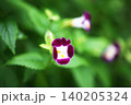 トレニア　紅紫色の花 140205324
