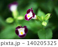 トレニア　紅紫色の花 140205325