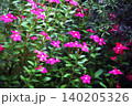 乱れ咲く日々草の花 140205326