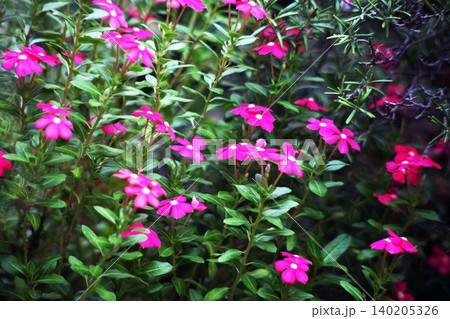 乱れ咲く日々草の花 乱れ咲く日々草の花 140205326