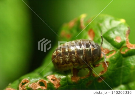 虫食いの葉を食べるダンゴムシのクローズアップ 虫食いの葉を食べるダンゴムシのクローズアップ 140205336