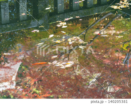 池の金魚と水面に映り込む紅葉 140205381