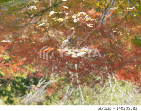 池の金魚と水面に映り込む紅葉 140205382