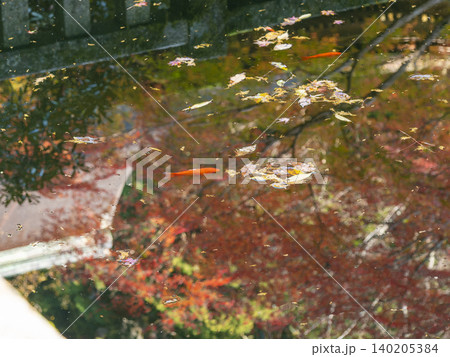 池の金魚と水面に映り込む紅葉 池の金魚と水面に映り込む紅葉 140205384