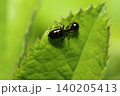 植物の葉っぱの上でじっとしているルリアリの女王アリと思われるアリのクローズアップ 140205413