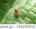 棚網の下で獲物を待つクサグモの幼体のクローズアップ 140205452