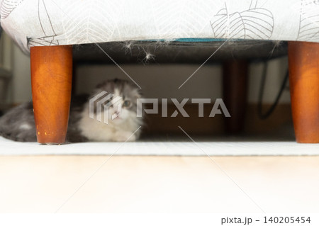 猫の毛が付いたソファー 猫の毛が付いたソファー 140205454