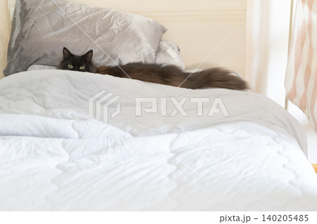 ベットに隠れてこちらを見るフォールデックスの黒い猫 ベットに隠れてこちらを見るフォールデックスの黒い猫 140205485