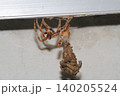 オニグモの仲間と思われる大型のクモが脱皮して成虫に抜け殻がぶら下がっている様子 140205524