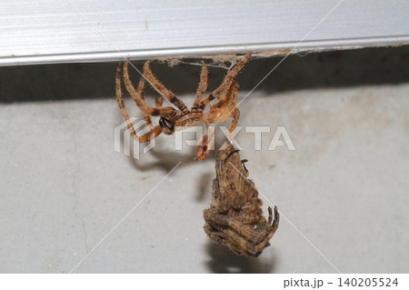 オニグモの仲間と思われる大型のクモが脱皮して成虫に抜け殻がぶら下がっている様子 オニグモの仲間と思われる大型のクモが脱皮して成虫に抜け殻がぶら下がっている様子 140205524
