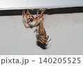 オニグモの仲間と思われる大型のクモが脱皮して成虫に抜け殻がぶら下がっている様子 140205525