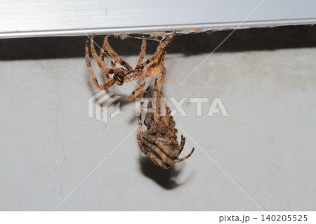 オニグモの仲間と思われる大型のクモが脱皮して成虫に抜け殻がぶら下がっている様子 オニグモの仲間と思われる大型のクモが脱皮して成虫に抜け殻がぶら下がっている様子 140205525