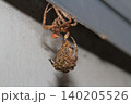 オニグモの仲間と思われる大型のクモが脱皮して成虫に抜け殻がぶら下がっている様子 140205526