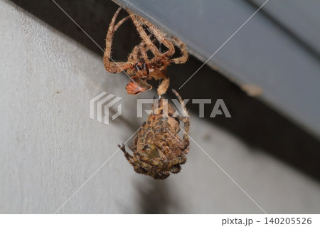 オニグモの仲間と思われる大型のクモが脱皮して成虫に抜け殻がぶら下がっている様子 オニグモの仲間と思われる大型のクモが脱皮して成虫に抜け殻がぶら下がっている様子 140205526