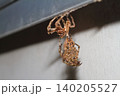 オニグモの仲間と思われる大型のクモが脱皮して成虫に抜け殻がぶら下がっている様子 140205527