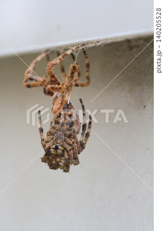 オニグモの仲間と思われる大型のクモが脱皮して成虫に抜け殻がぶら下がっている様子 オニグモの仲間と思われる大型のクモが脱皮して成虫に抜け殻がぶら下がっている様子 140205528