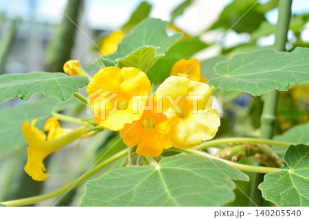 ウンカリナの花 ウンカリナの花 140205540