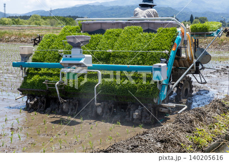 田植え息の後ろ 品種:つや姫 田植え息の後ろ 品種:つや姫 140205616