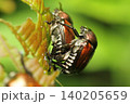 交尾中のマメコガネのクローズアップ 140205659