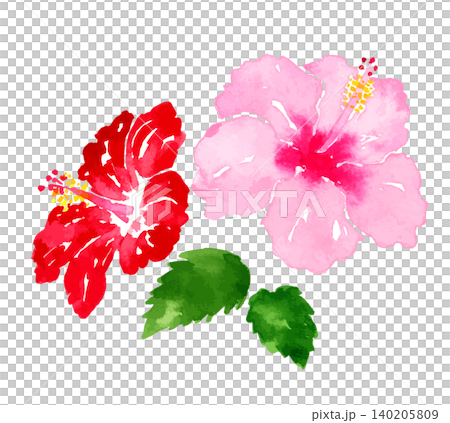 一幅粉紅色和紅色芙蓉花的水彩畫，描繪了一個熱帶度假勝地的花卉插圖。 140205809
