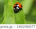 雑草の葉の上を動き回るナナホシテントウのクローズアップ 140206077
