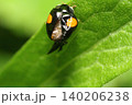 羽化（脱皮）に失敗して 鞘翅（上翅）が歪んでしまったナミテントウのクローズアップ 140206238