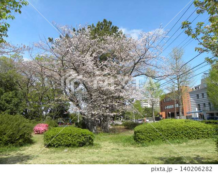 葉桜になった高洲スポセン前染井吉野 葉桜になった高洲スポセン前染井吉野 140206282