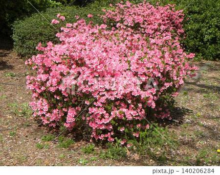 ツツジの桃色の花 ツツジの桃色の花 140206284