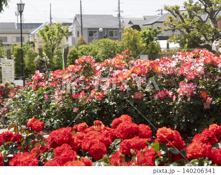 公園に咲いた赤い薔薇 140206341