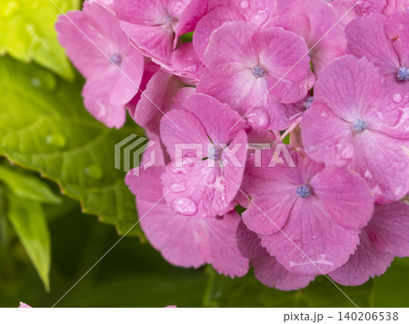 雨に濡れたピンクの紫陽花 雨に濡れたピンクの紫陽花 140206538