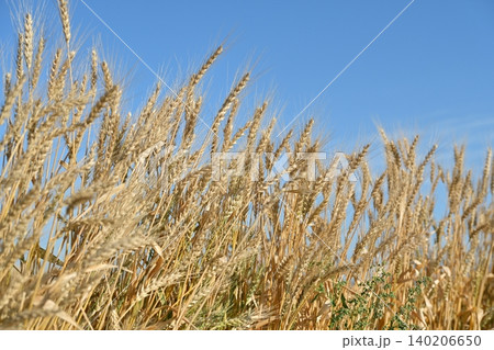 収穫を待つ小麦畑 140206650