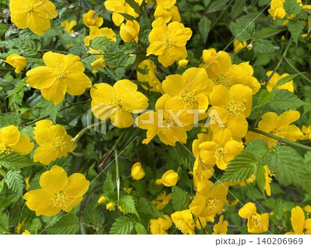 鮮やかな黄色の花が密集して咲くビヨウヤナギ 鮮やかな黄色の花が密集して咲くビヨウヤナギ 140206969
