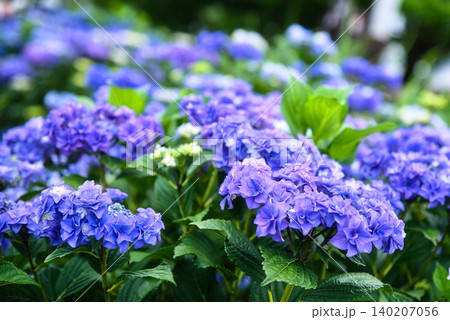 開成ブルーの紫陽花 開成ブルーの紫陽花 140207056
