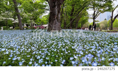 日比谷公園芝庭広場横の花壇に咲くネモフィラ 日比谷公園芝庭広場横の花壇に咲くネモフィラ 140207175