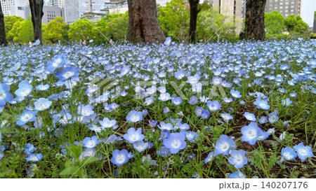 日比谷公園芝庭広場横の花壇に咲くネモフィラ 日比谷公園芝庭広場横の花壇に咲くネモフィラ 140207176