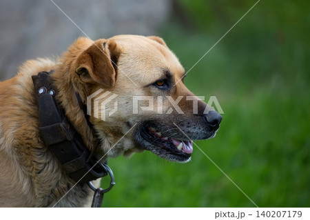Dog on a chain Dog on a chain 140207179