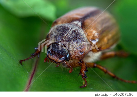 A beetle on a leaf 140207180